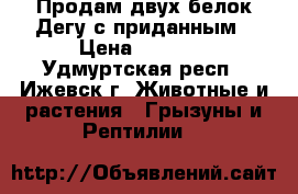 Продам двух белок Дегу с приданным › Цена ­ 1 500 - Удмуртская респ., Ижевск г. Животные и растения » Грызуны и Рептилии   